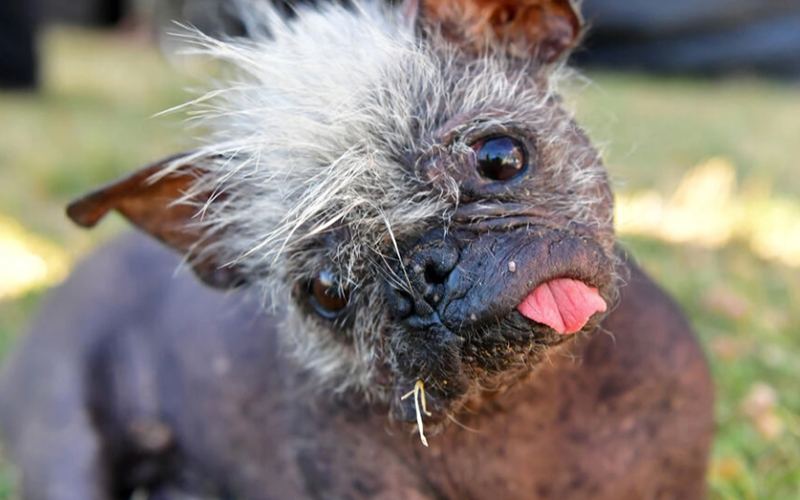 Meet Mr Happy Face The World S Ugliest Dog Fmt Meet Mr Happy Face The World S Ugliest Dog Fmt