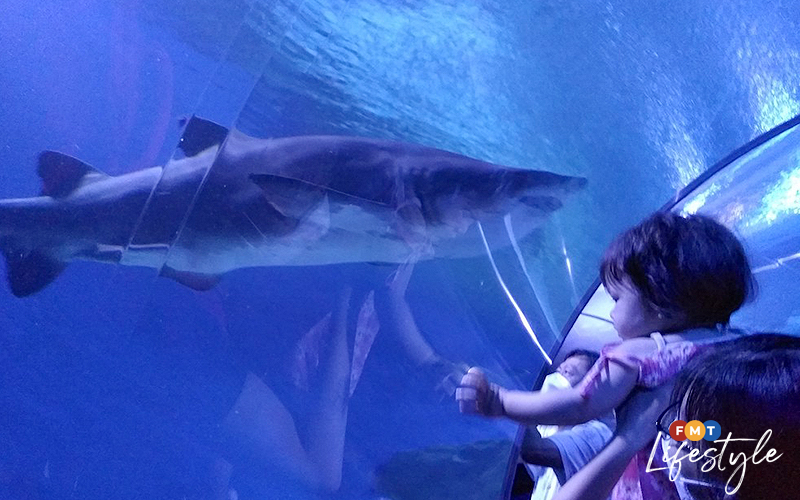 An afternoon at Aquaria KLCC what you can expect to ‘sea’ FMT