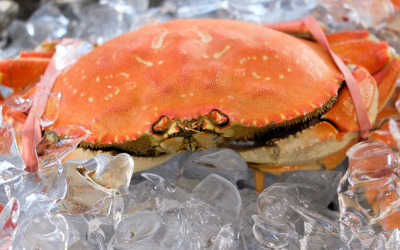 This sustainable battery is made from crab shells FMT