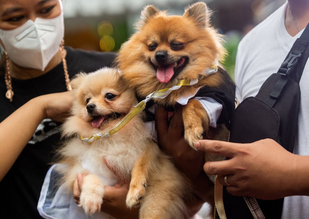 Philippine Pets Get Hitched, Blessed On World Animal Day | FMT