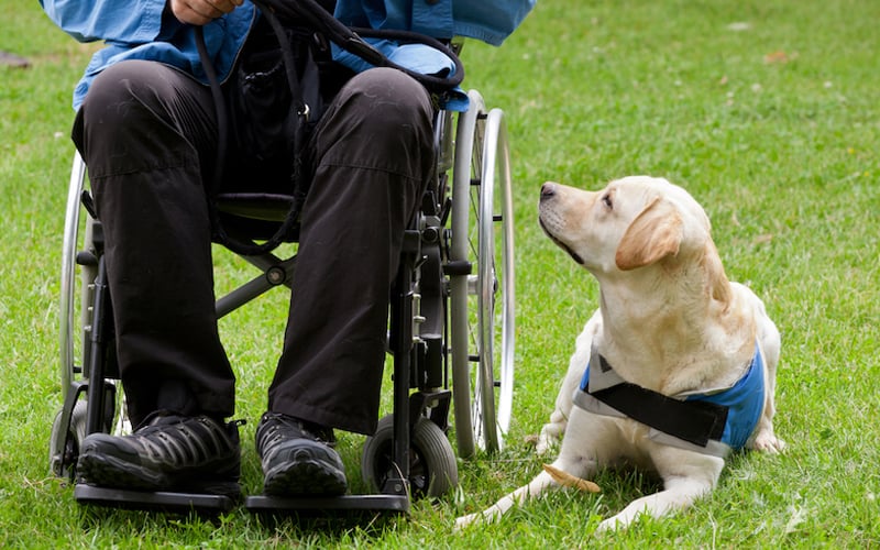 How to train your guide or emotional support dog | Free Malaysia Today (FMT)