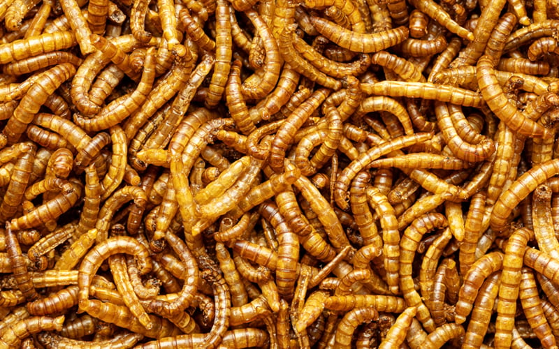 Eating insects is forecast to boom… but not by humans | FMT