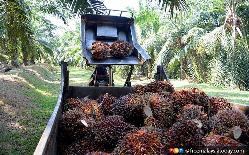 India’s palm oil imports set to jump 26% to 10 million tonnes