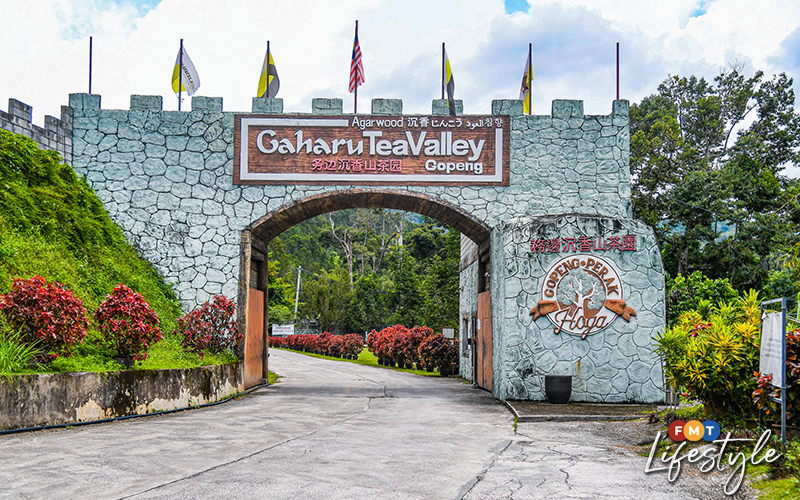 Trees, tea and travel at Gaharu Tea Valley Gopeng FMT