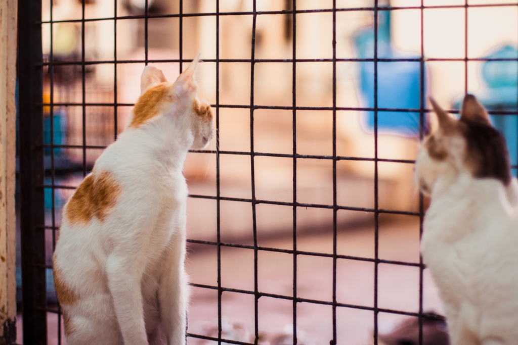 New York to ban animal sales at pet stores in 2024 | Free Malaysia Today  (FMT)