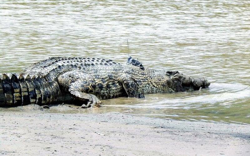 Lelaki hilang ditemui dalam mulut buaya