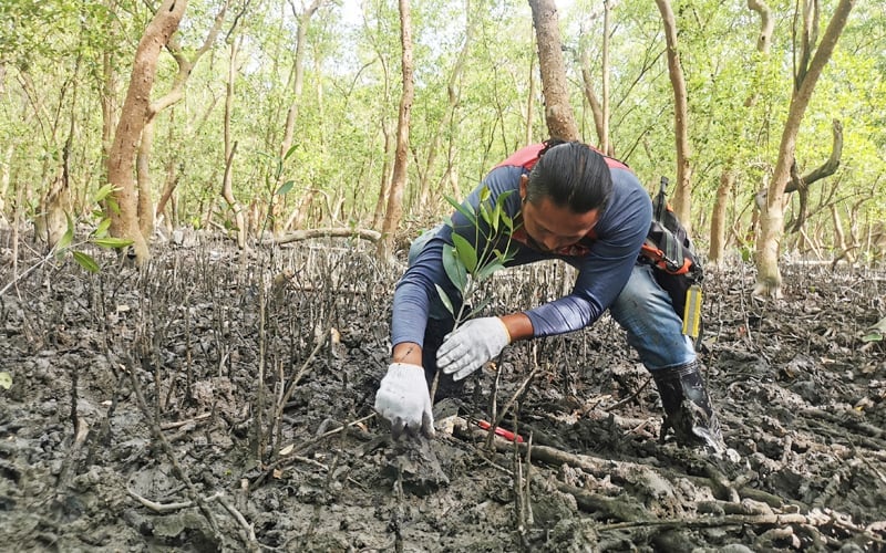 Penang Gazettes Another 676ha Of Mangrove As Permanent Reserves | FMT