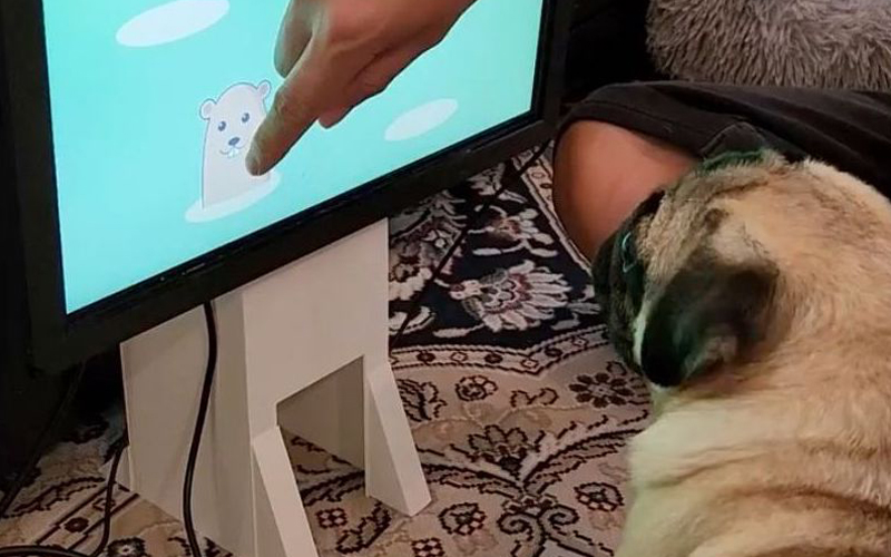 video games for dogs exist, and joipaw believes they can help them