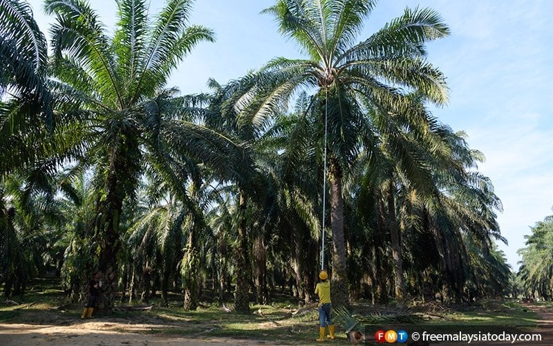 Johari cadang penuai kelapa sawit dijadikan profesion