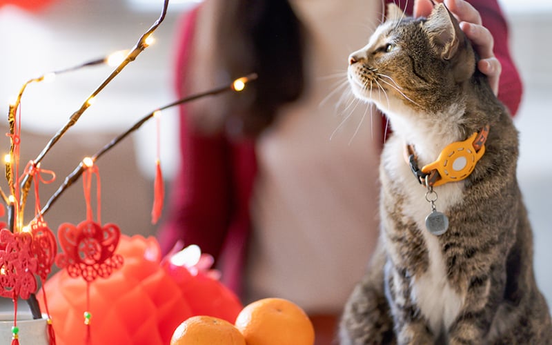 Why Vietnam is preparing to celebrate the Year of the Cat
