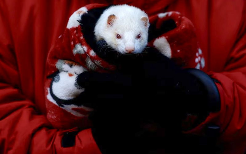 Blessed birds and ferrets Spanish pets take part in annual Catholic