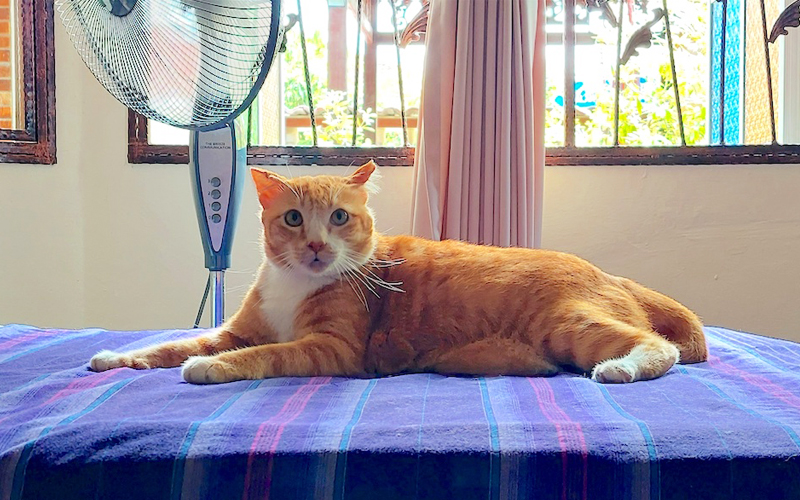 Meet Pipil, the rascally and resilient orange feline | FMT