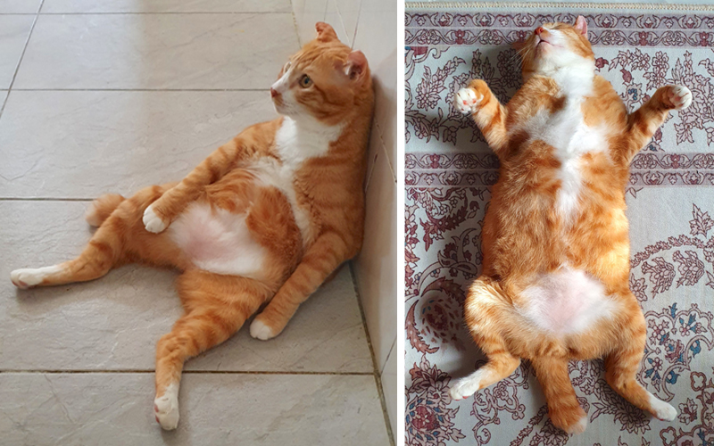 Meet Pipil, the rascally and resilient orange feline | FMT