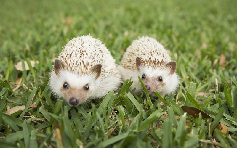 Hedgehogs might live longer than you think FMT