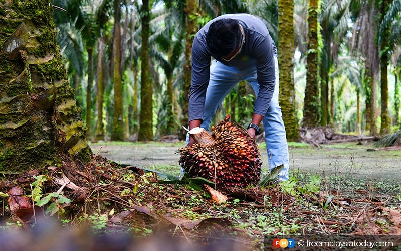 Malaysia weighs trade curbs to fight EU’s antipalm oil policies FMT