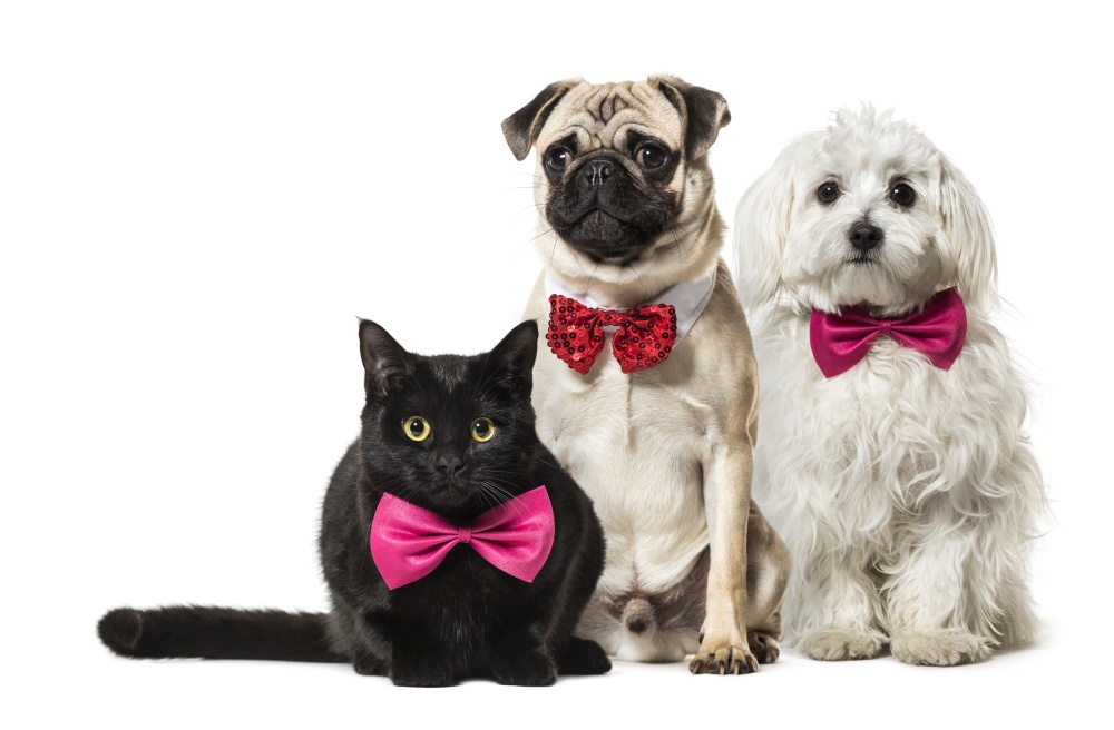From Louis Vuitton to Christian Louboutin, luxury petwear is on