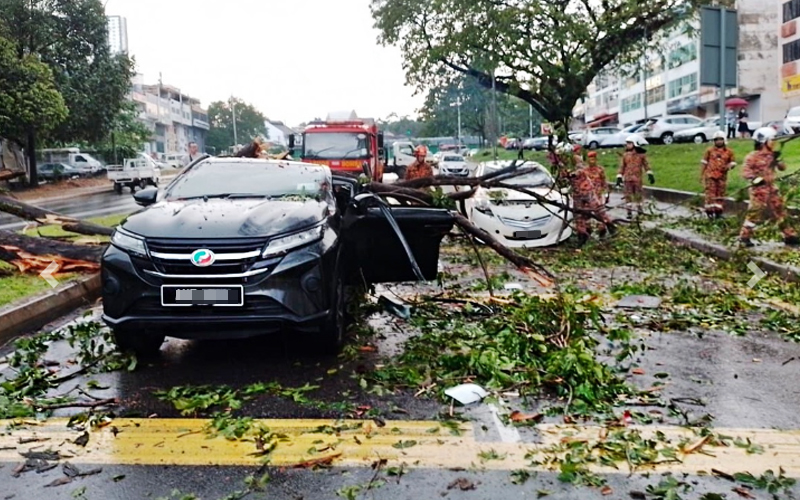 Trees fall on cars in heavy rain, 2 people hurt FMT