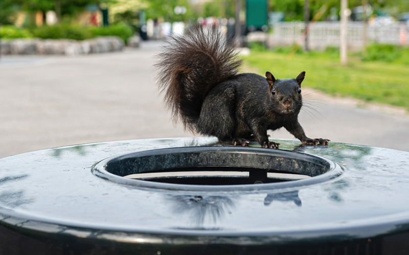 Animals that adapt to urban life ‘likely to survive climate change’
