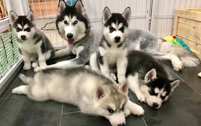 Madness reigns with Mila, McQueen and mom Misha | Free Malaysia Today (FMT)