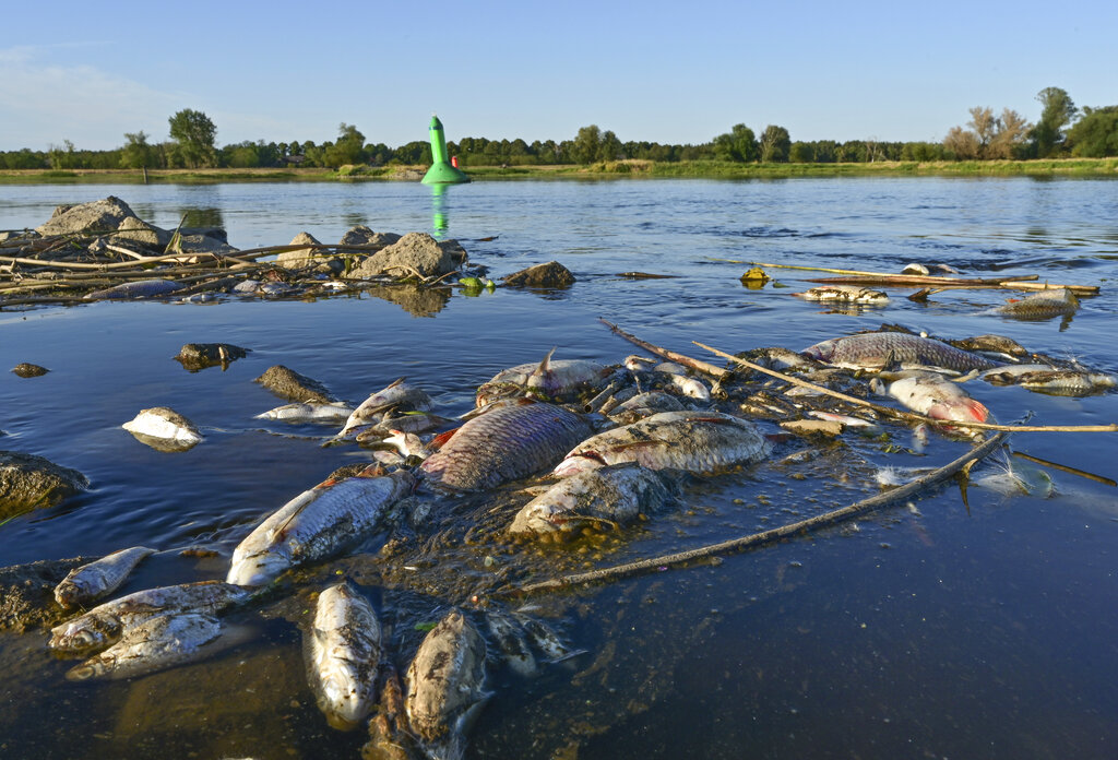 Low oxygen levels behind fish deaths in Australian river