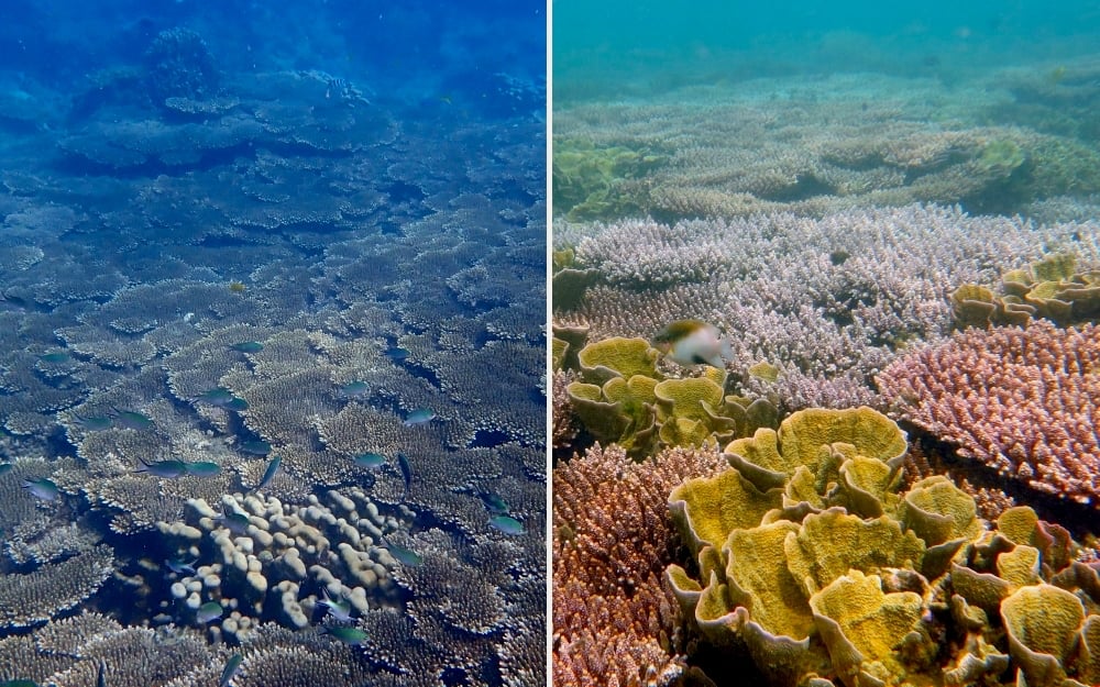 Seagrass, coral reefs, and their importance to the marine ecosystem ...