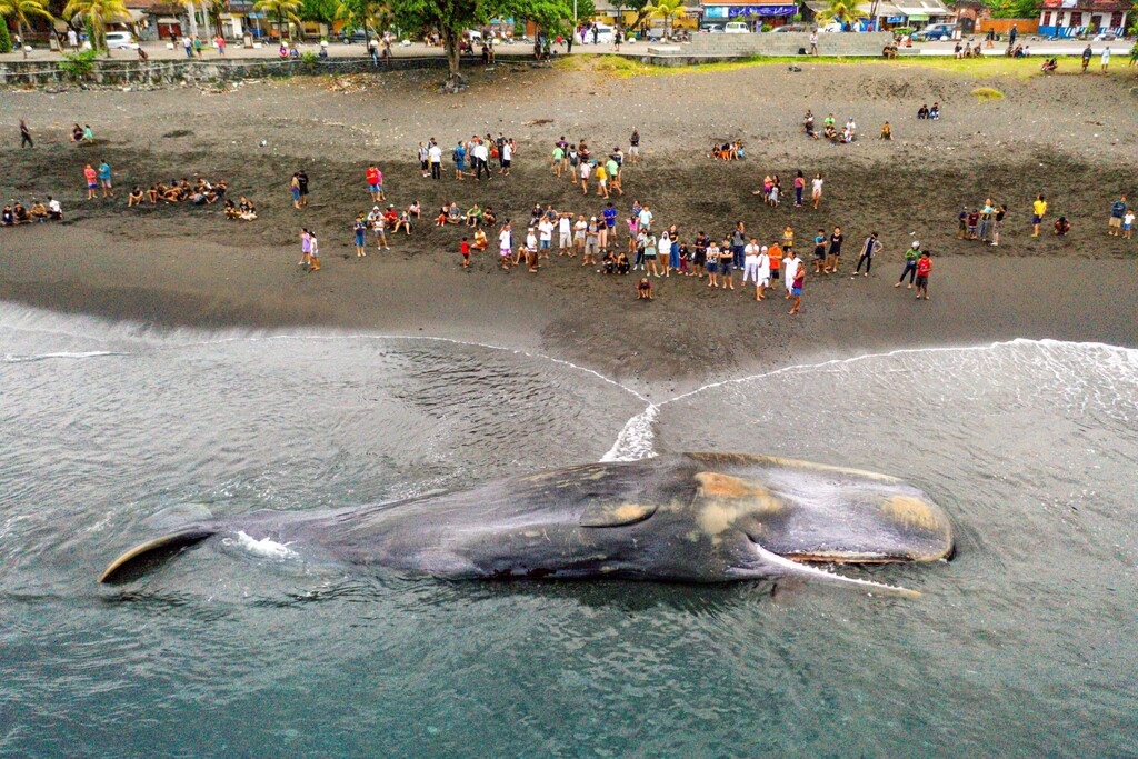 3rd whale in a month beaches itself, dies in Bali