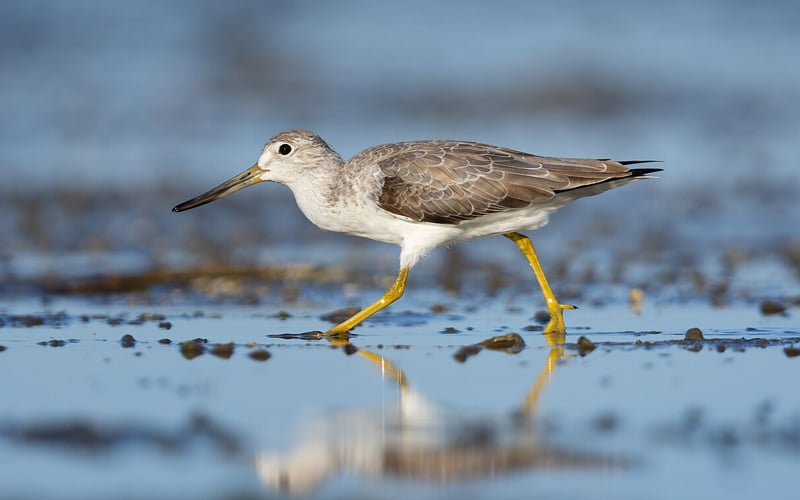 No place in the future? 4 migratory birds under threat