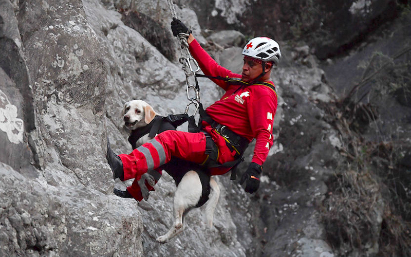 Mexico’s rescue dogs prepare for their next emergency mission 3