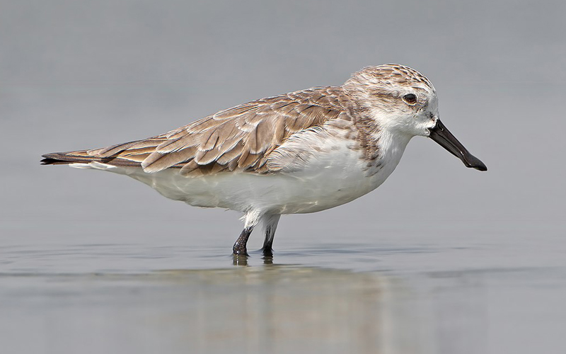 No place in the future? 4 migratory birds under threat 5