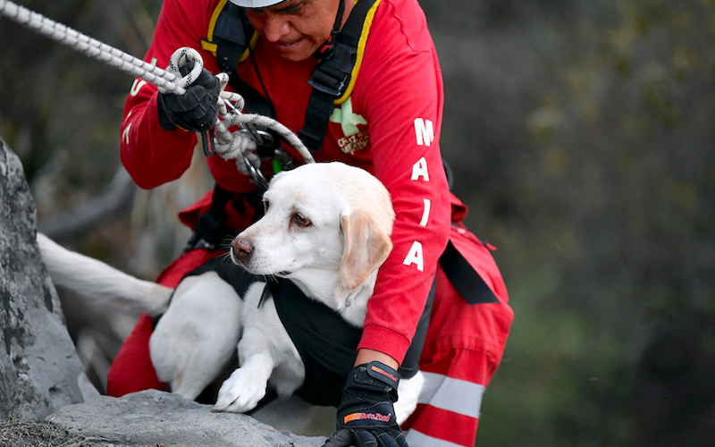Mexico’s rescue dogs prepare for their next emergency mission