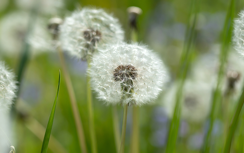 Weeds take pride of place at Chelsea Flower Show | FMT