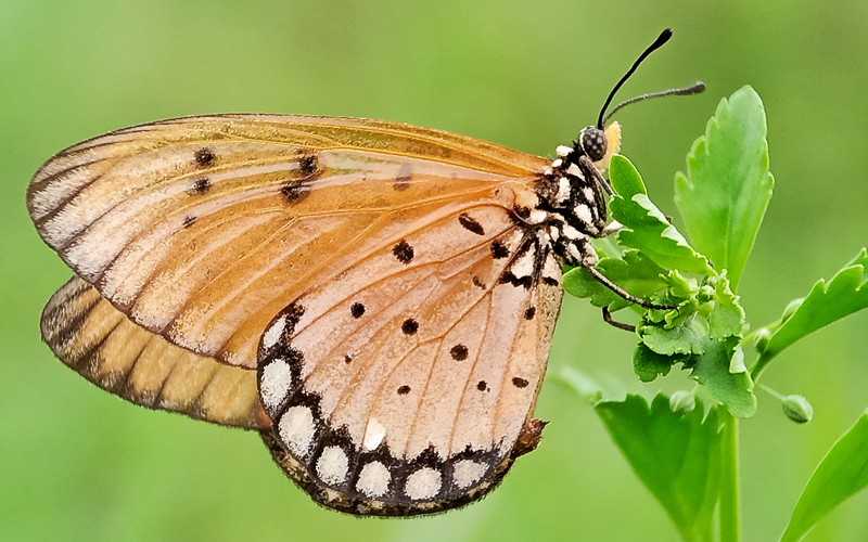 Why it’s important to protect butterflies FMT