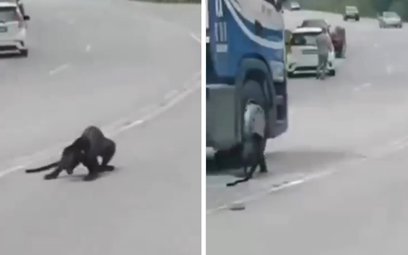 Harimau kumbang lintas jalan mati kena langgar | Hot FM