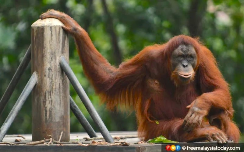 For Sabah’s orangutan, a forested lifeline across plantations