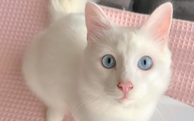 Kai Biryani, the ‘manja’ cat with the bluest eyes