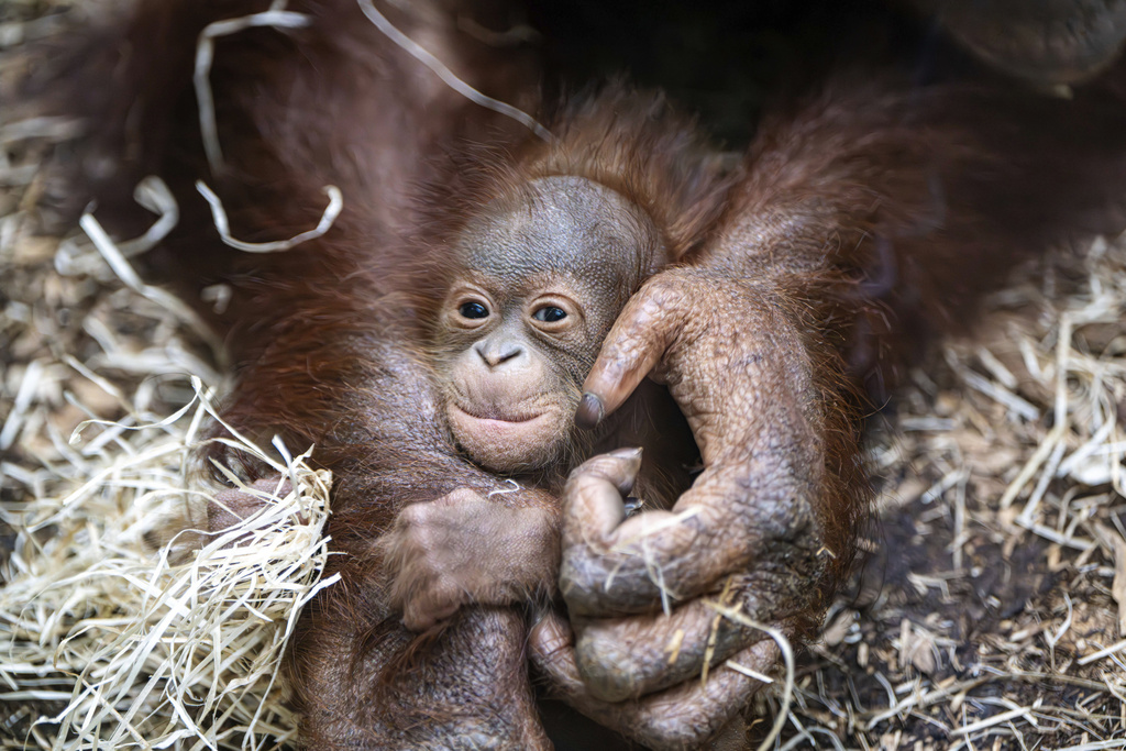 Birth of baby orangutan in Borneo gives hope for the future of the