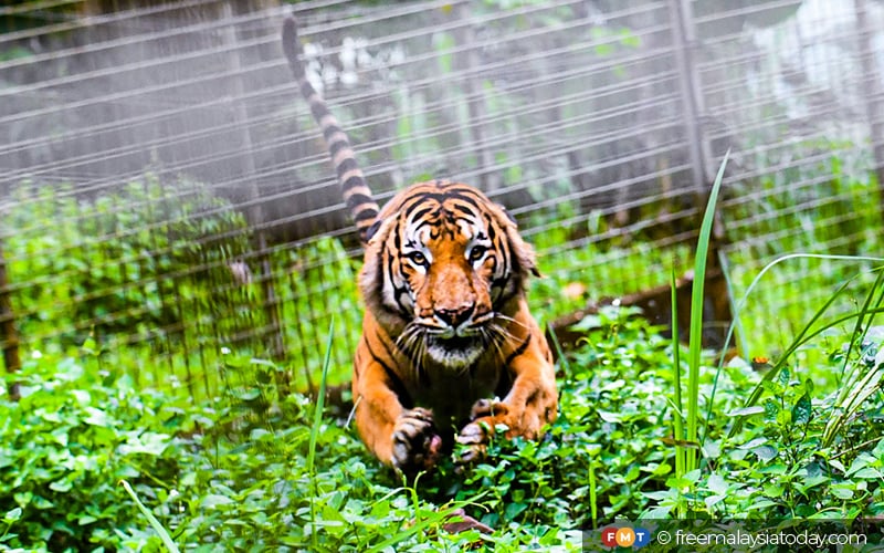 A haven for the critically endangered Malayan tiger | FMT