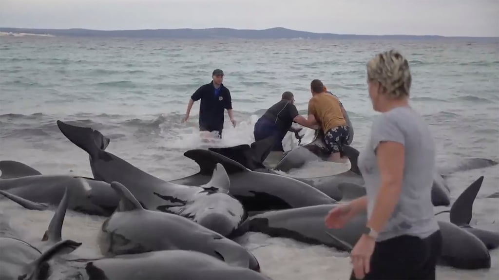 51 pilot whales die in mass stranding on Australian beach | FMT