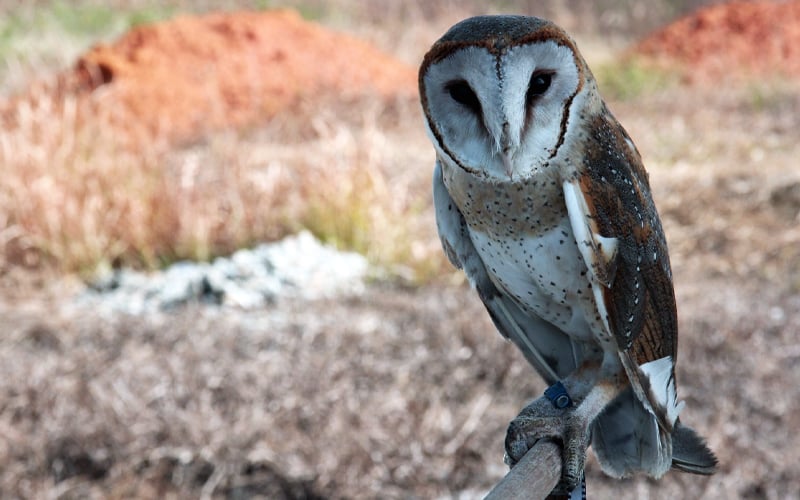 USM to breed barn owls for rat control in padi fields