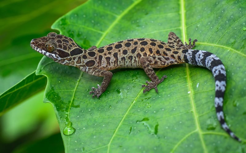 Scientists discover 2 new species in Perlis forest reserve