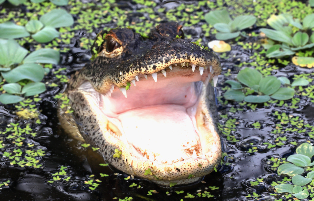 florida alligator woman