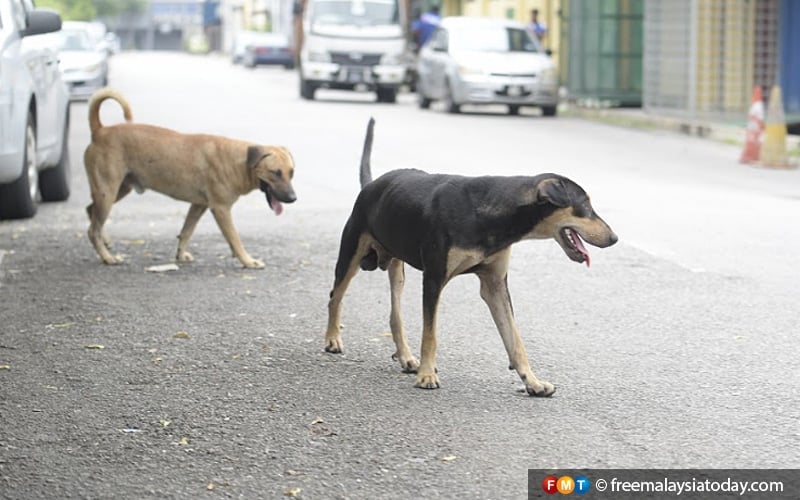Make neutering dogs a requirement for all states, govt told