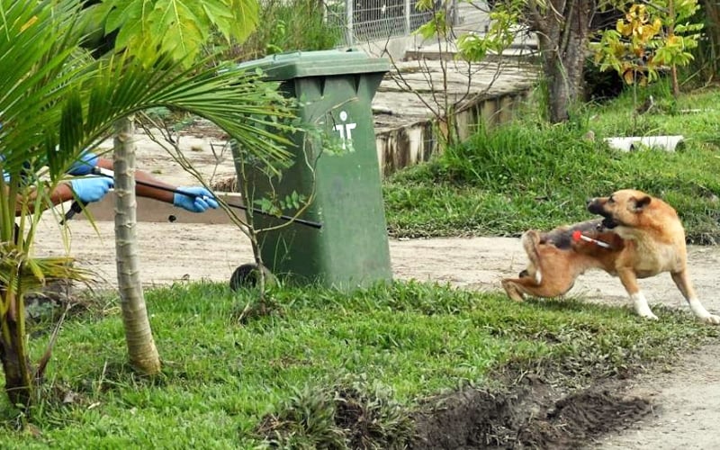 1 lagi kematian akibat rabies di Sarawak