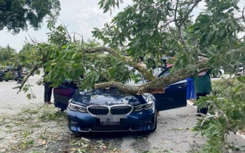 Woman returning from voting hurt after tree falls on car