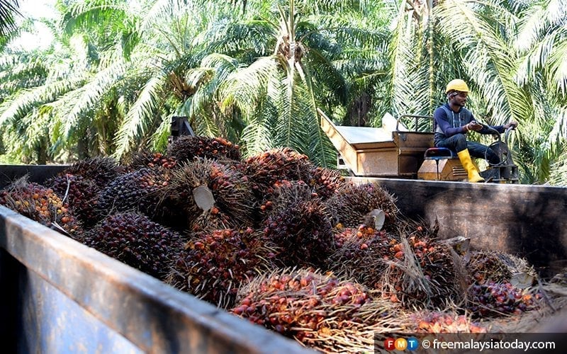 Malaysia reviewing windfall tax on palm oil industry