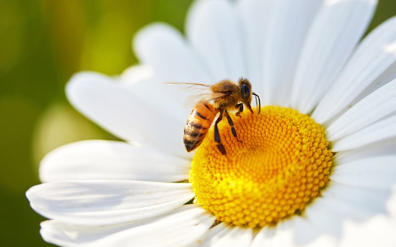 Bees struggling to find flowers due to car exhaust fumes FMT