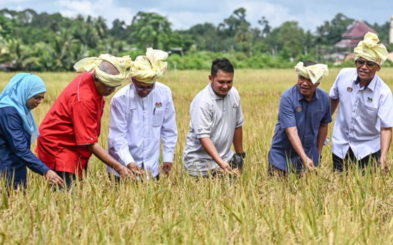 Govt to expand Ala Sekinchan large-scale padi growing scheme | FMT