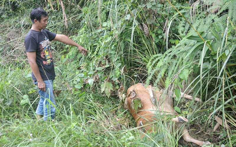 Harimau robek janin lembu, penduduk gesa Perhilitan segera bertindak