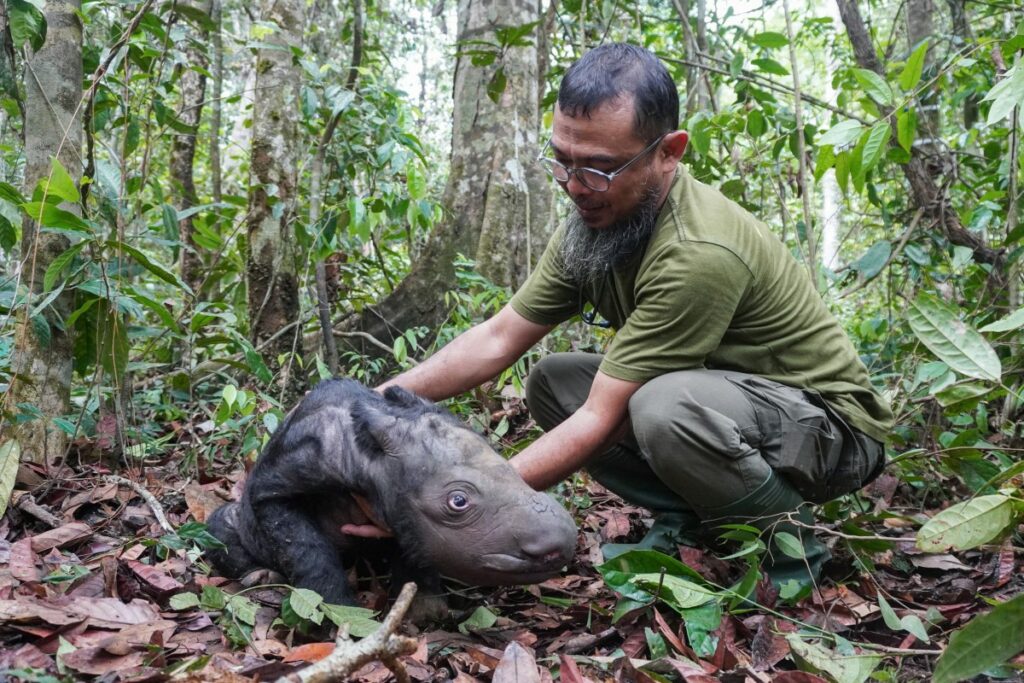 Critically endangered Sumatran rhino born in Indonesia | FMT