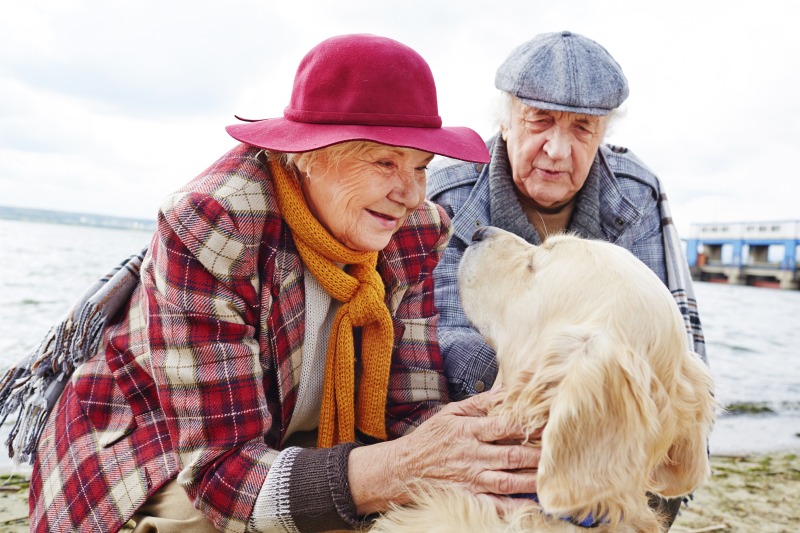 Could Pets Slow Cognitive Decline And Be An Anti Ageing Ally Fmt